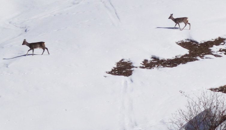 RS rehe winter
