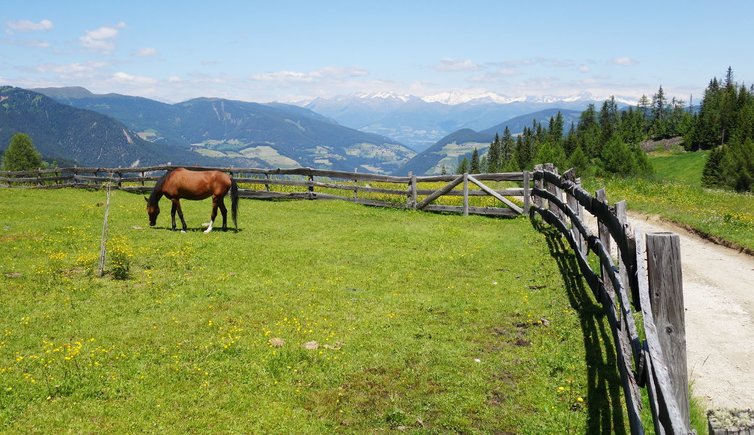 RS pferd armentara wiesen dahinter alpenhauptkamm