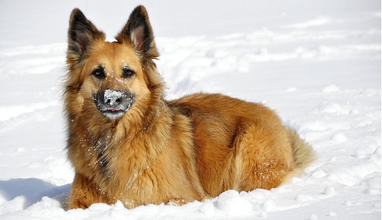 Hund Schnee katja pixabay cc publicdomain